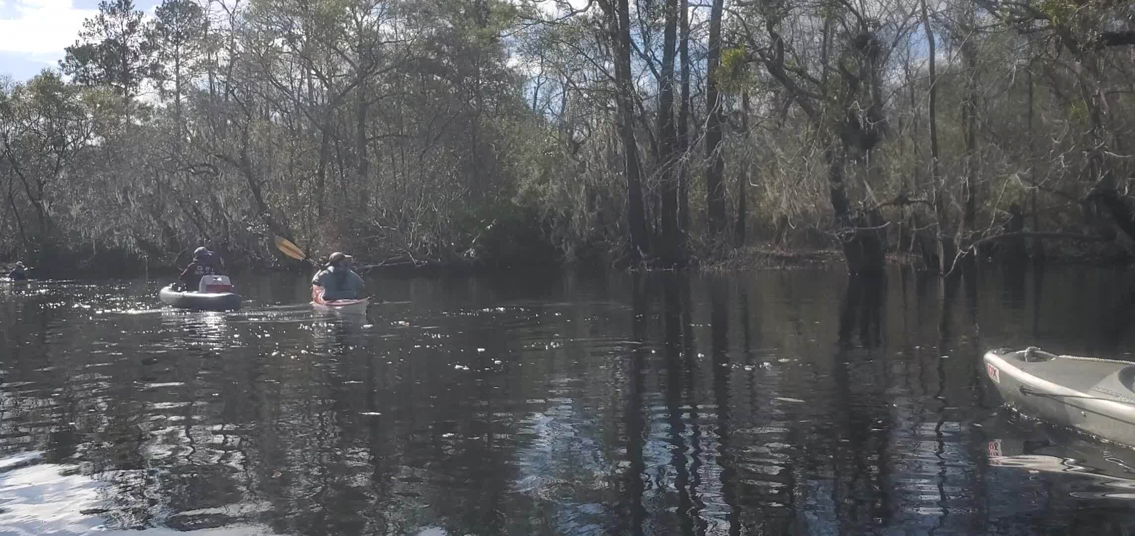 Movie: Pinus palustris, longleaf pine growing next to the Suwannee River, 30.7891666, -82.4442414 (26M)