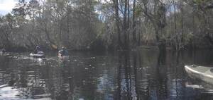 [Movie: Pinus palustris, longleaf pine growing next to the Suwannee River, 30.7891666, -82.4442414 (26M)]