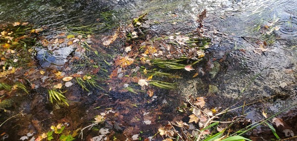 Vegetation in Grassy Hole Spring Run, 14:36:55, 29.9683279, -82.7597171