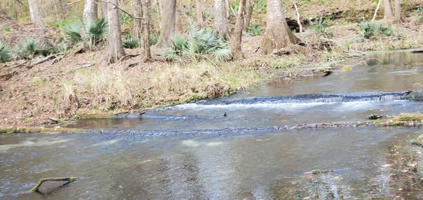 Logs across Mill Pond Spring Run, 15:06:44, 29.9663570, -82.7602500