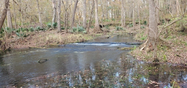 Context, logs across Mill Pond Spring Run, 15:06:46, 29.9663570, -82.7602500