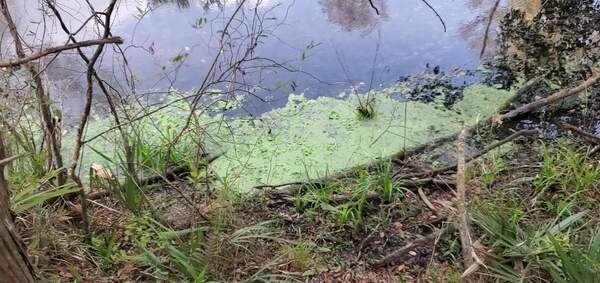 Movie: Water lettuce nursery, Devils Eye Spring, Ichetucknee River, 29.9735 -82.760 (22M)