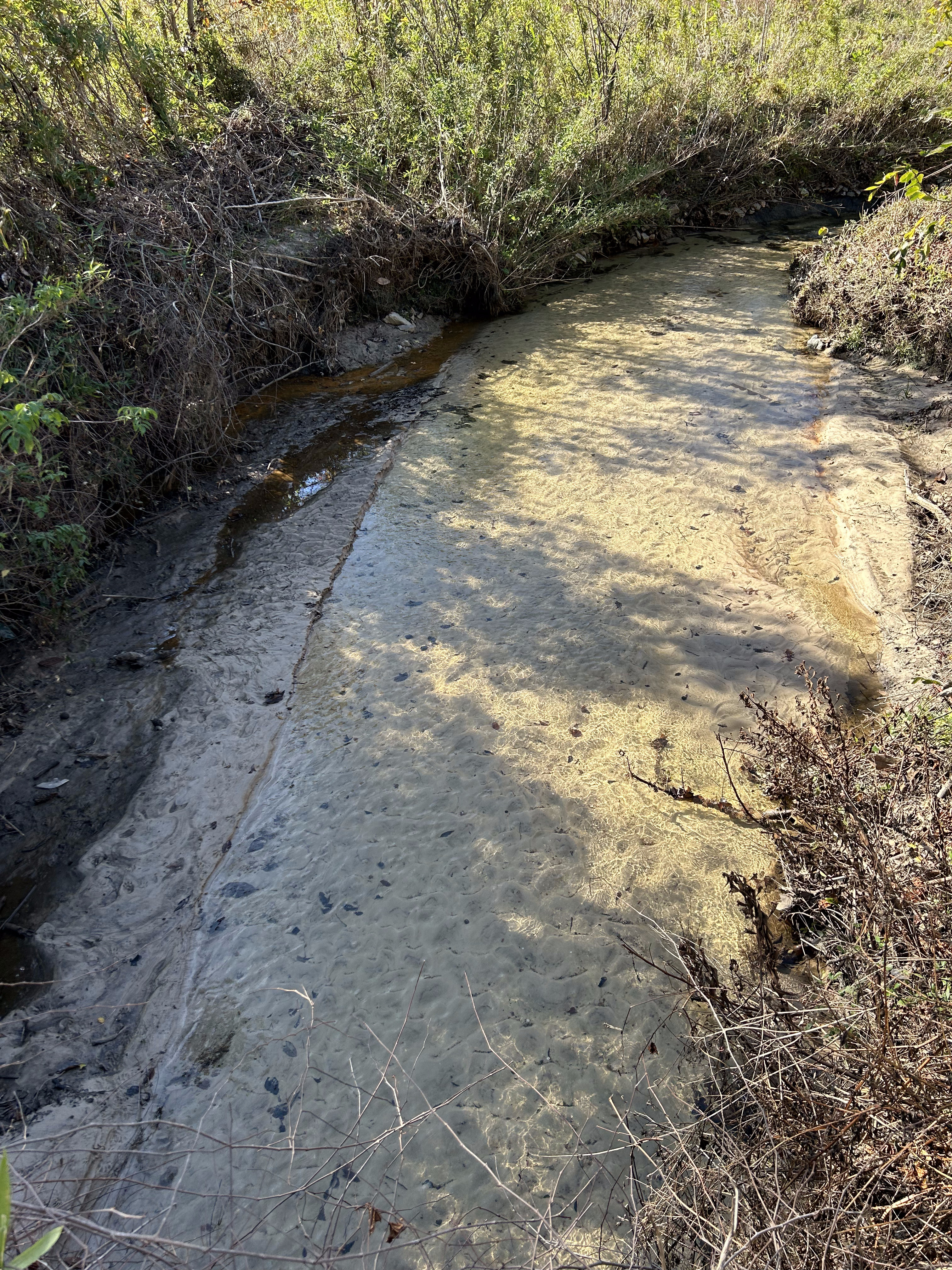 Crawford Branch other, Withlacoochee River @ Skipper Bridge Road 2023-12-14