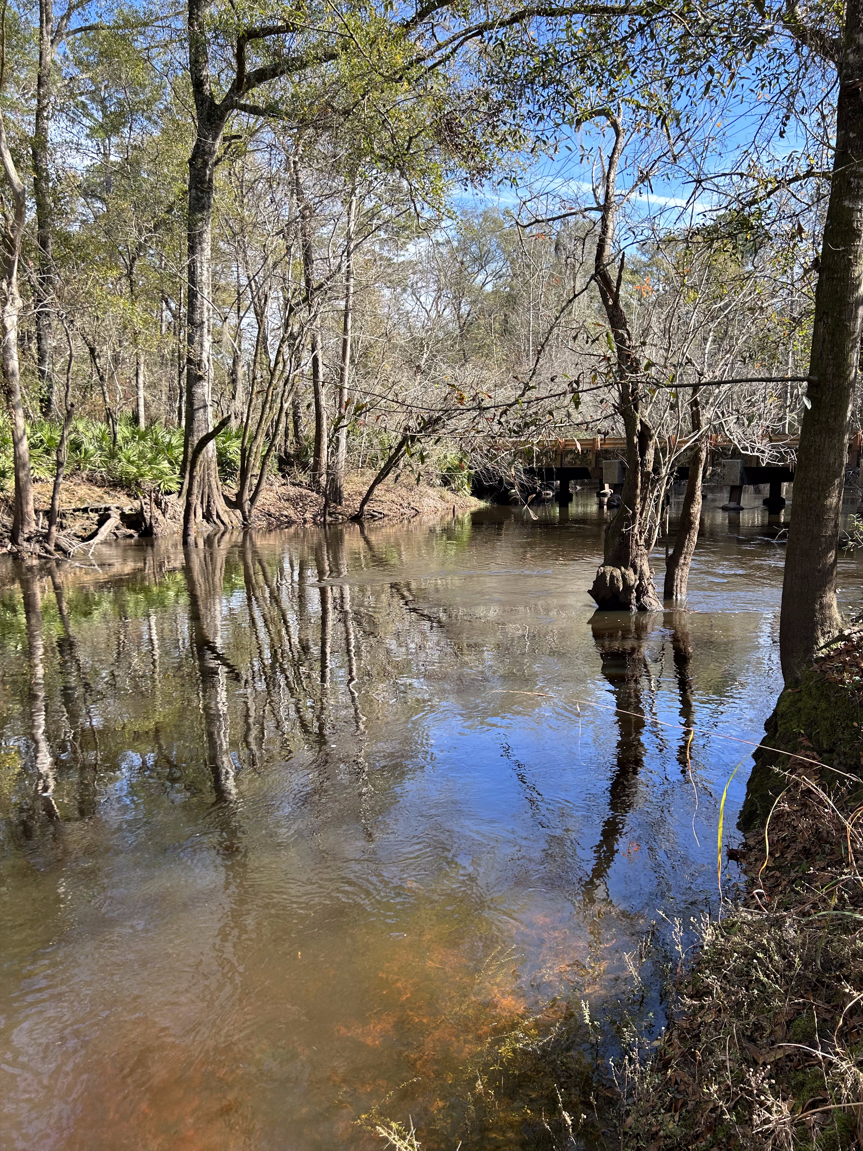 Franklinville, Withlacoochee River @ Frankinville Road 2023-12-14