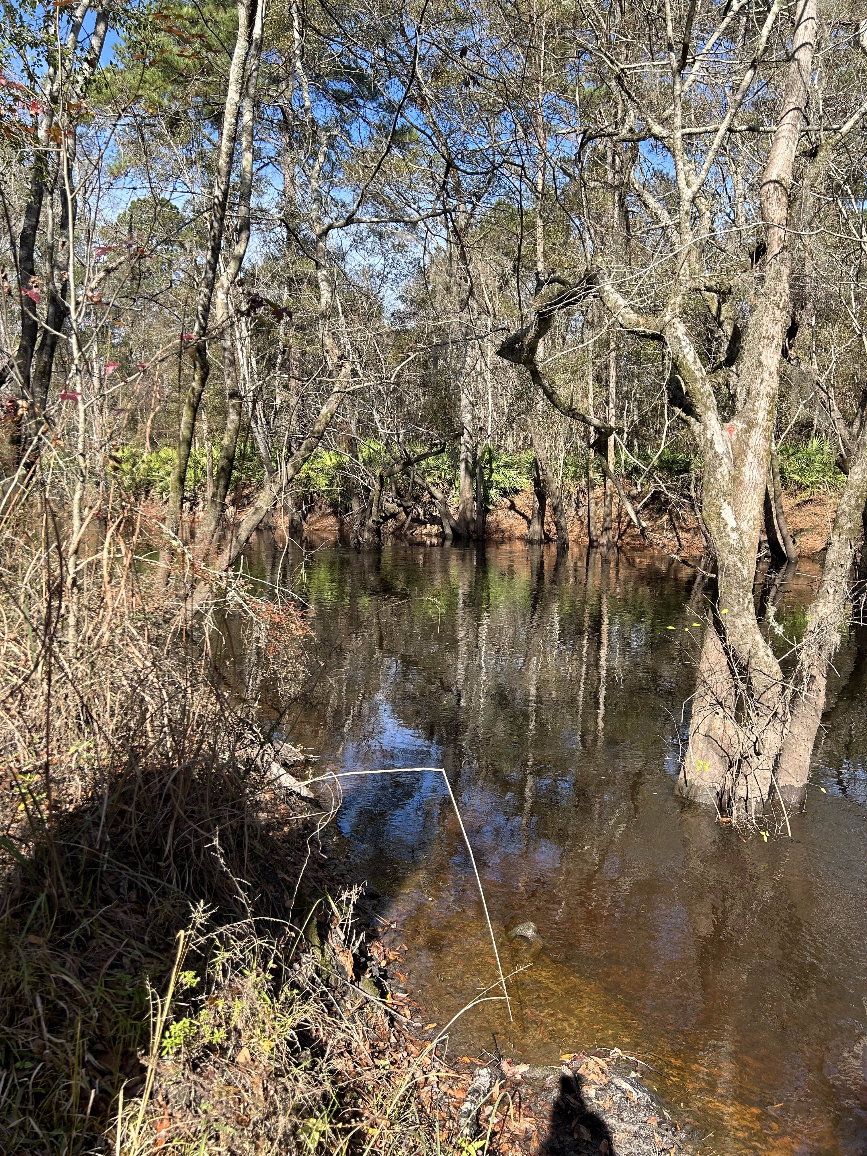 Franklinville downstream, Withlacoochee River @ Frankinville Road 2023-12-14