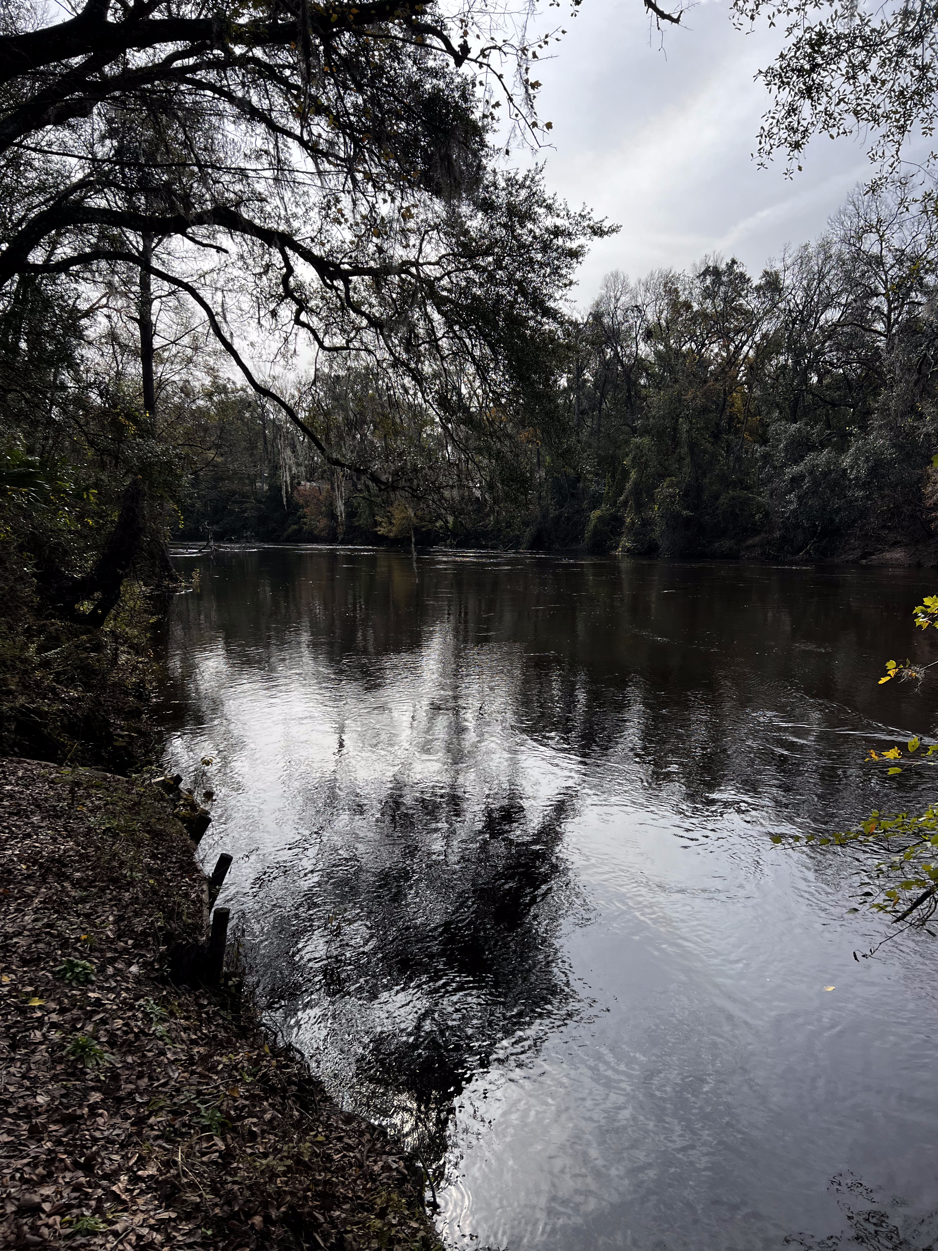 Holly Point, Withlacoochee River @ NE Withla Bluffs Way 2023-12-14