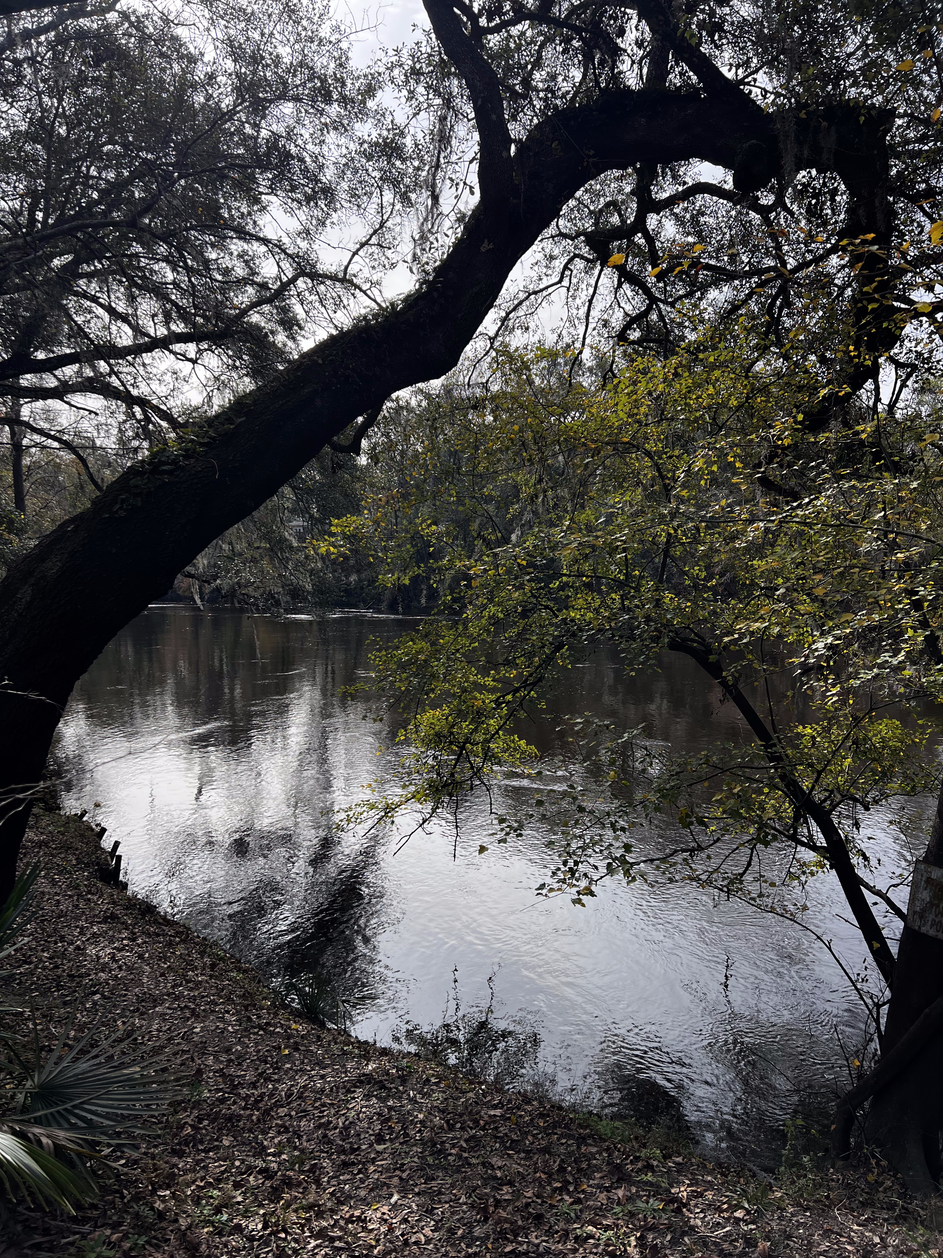 Holly Point other, Withlacoochee River @ NE Withla Bluffs Way 2023-12-14