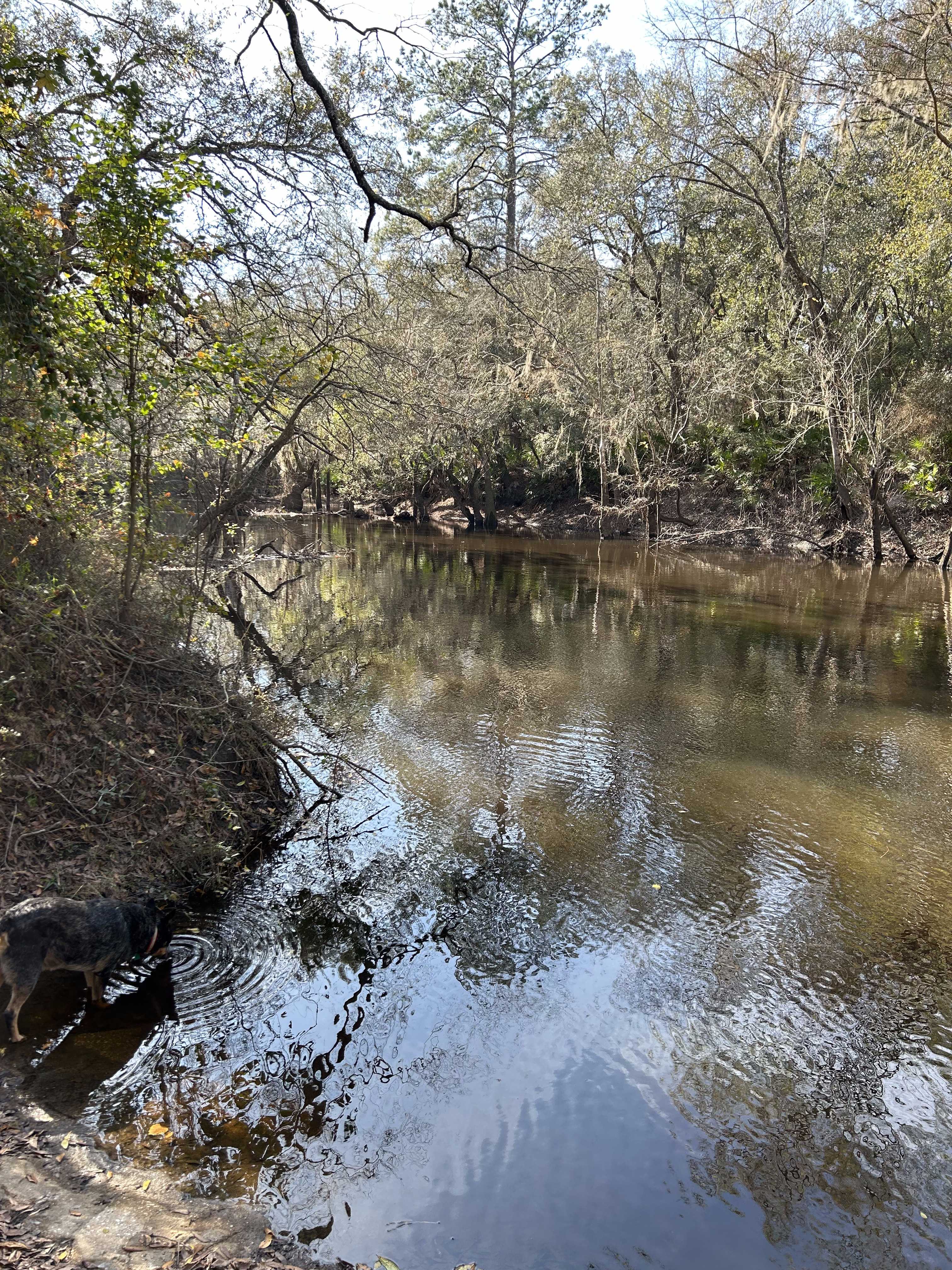 Staten Road, Withlacoochee River @ Staten Road 2023-12-14