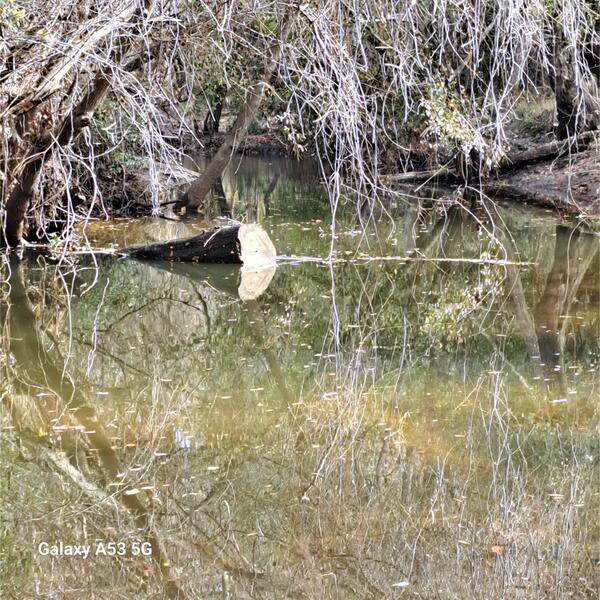 Two Mile Branch @ Sugar Creek, Withlacoochee River @ Gornto Road 2023-12-27