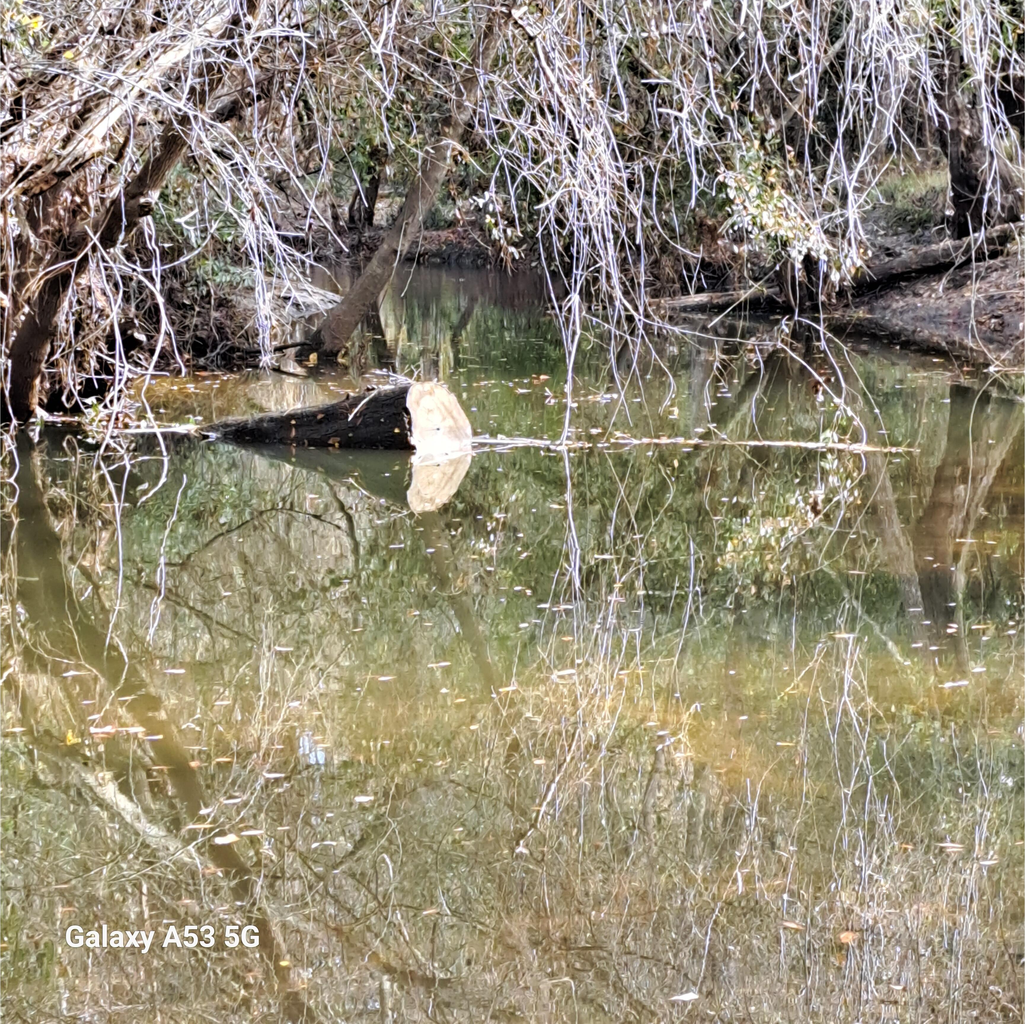 Two Mile Branch @ Sugar Creek, Withlacoochee River @ Gornto Road 2023-12-27