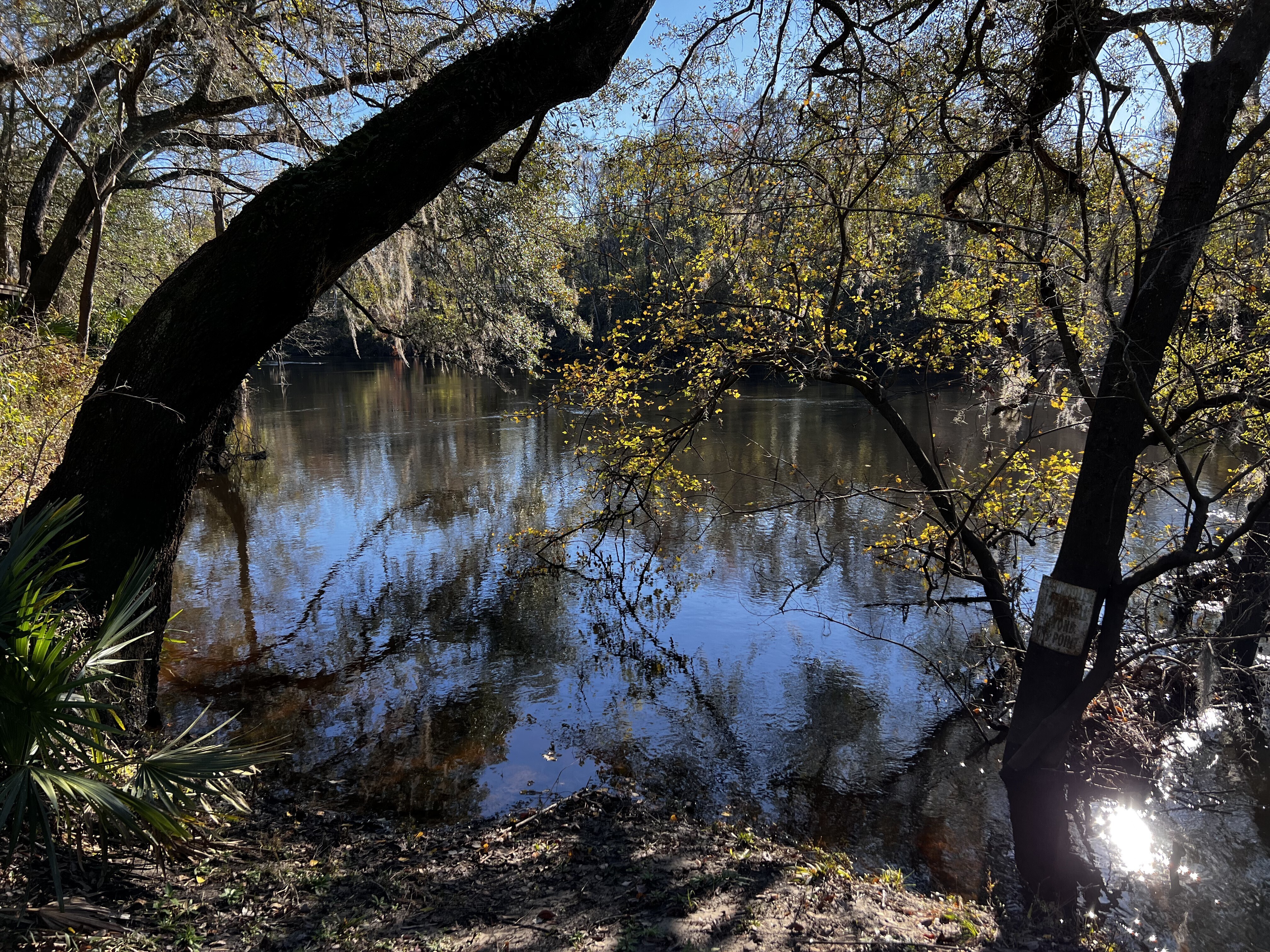 Holly Point, Withlacoochee River 2023-12-28