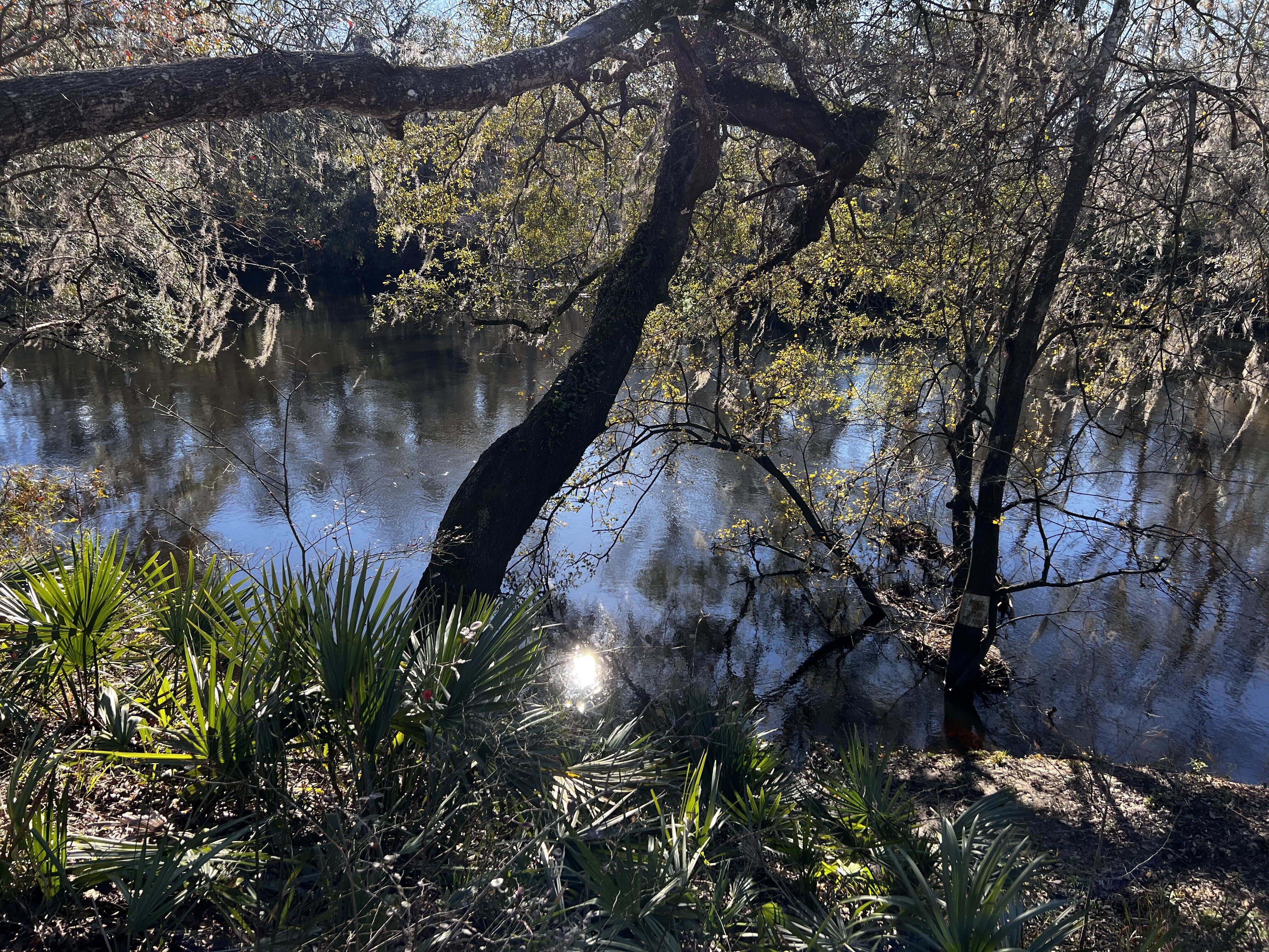 More Holly Point, Withlacoochee River 2023-12-28