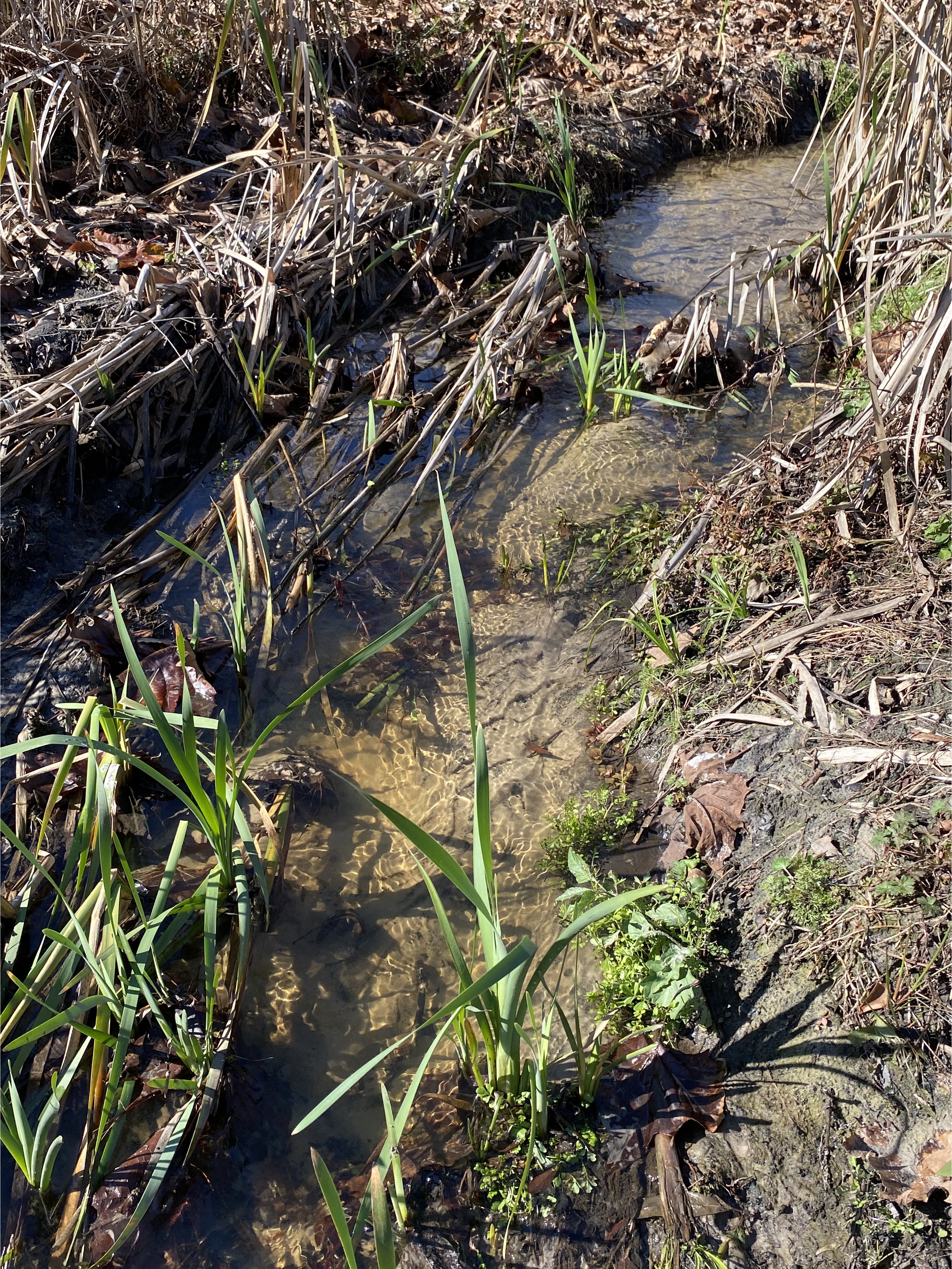 Alapaha Settlement Pond Stream, Alapaha River @ US 82 2024-01-04