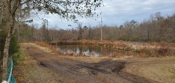 Detention Pond below Knob Hill Road, 12:41:23, 30.8748511, -83.3130629