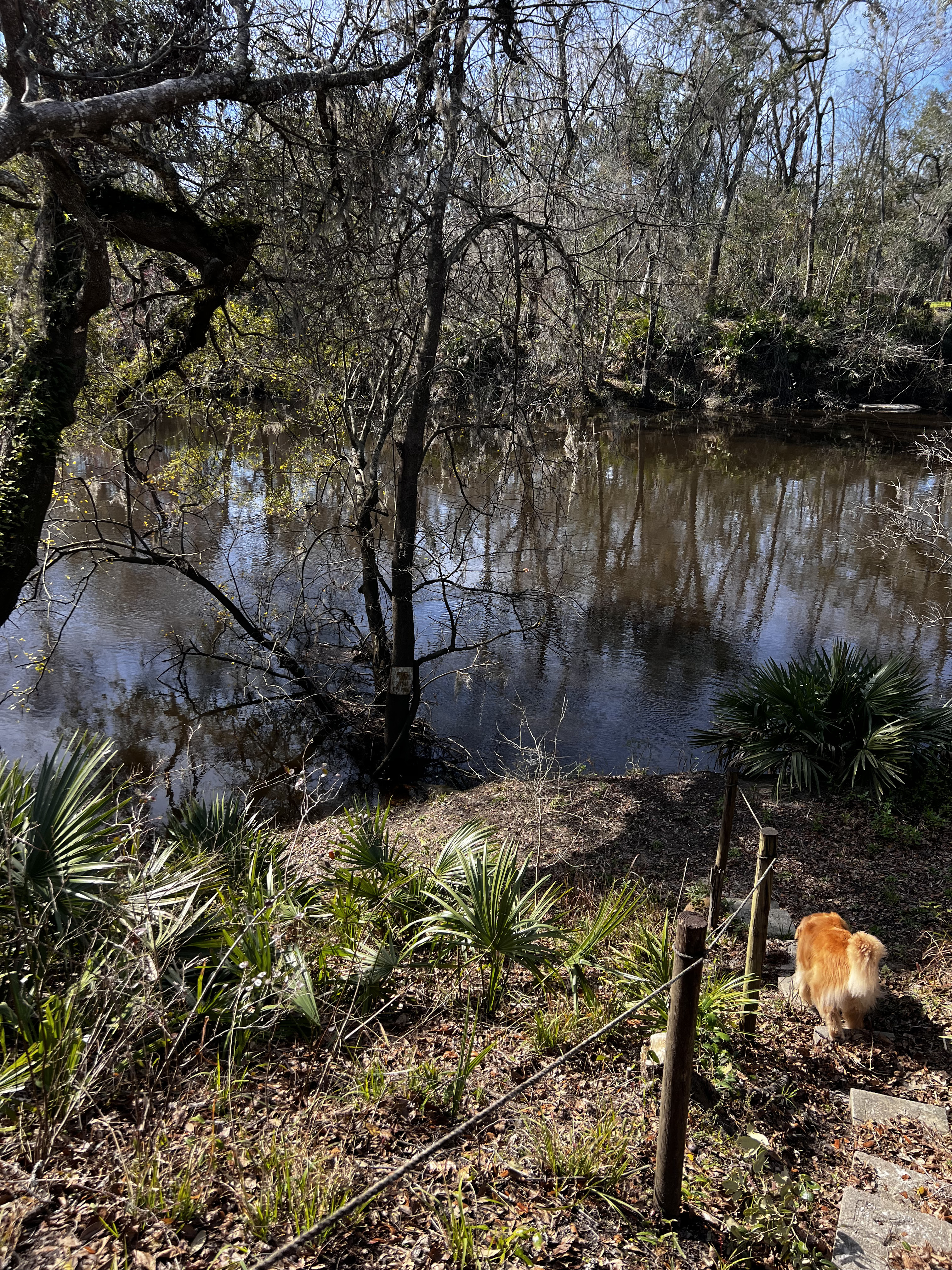 Holly Point, Withlacoochee River @ NE Withla Bluffs Way 2024-01-10