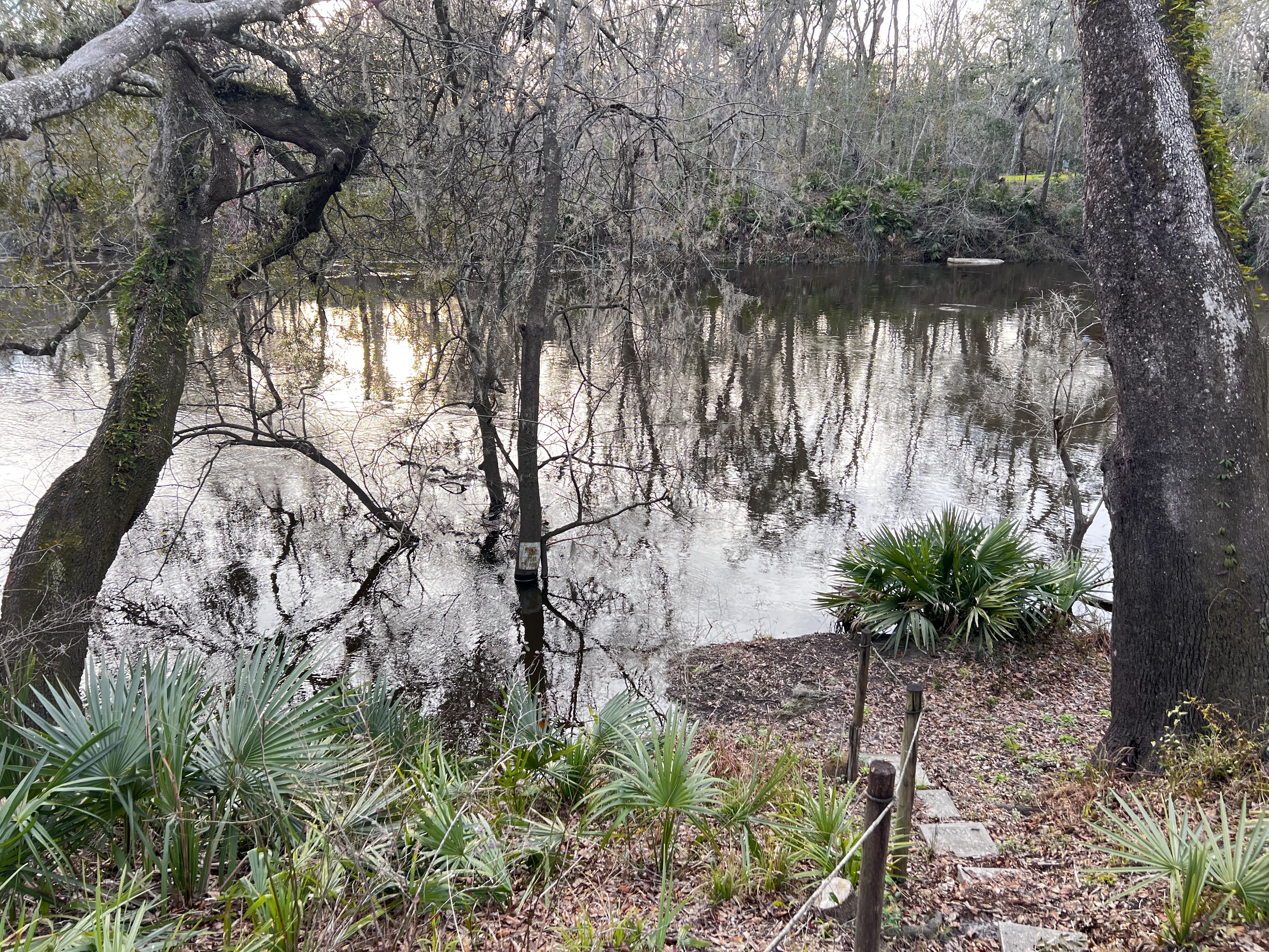 Holly Point, Withlacoochee River @ NE Withla Bluffs Way 2024-01-17