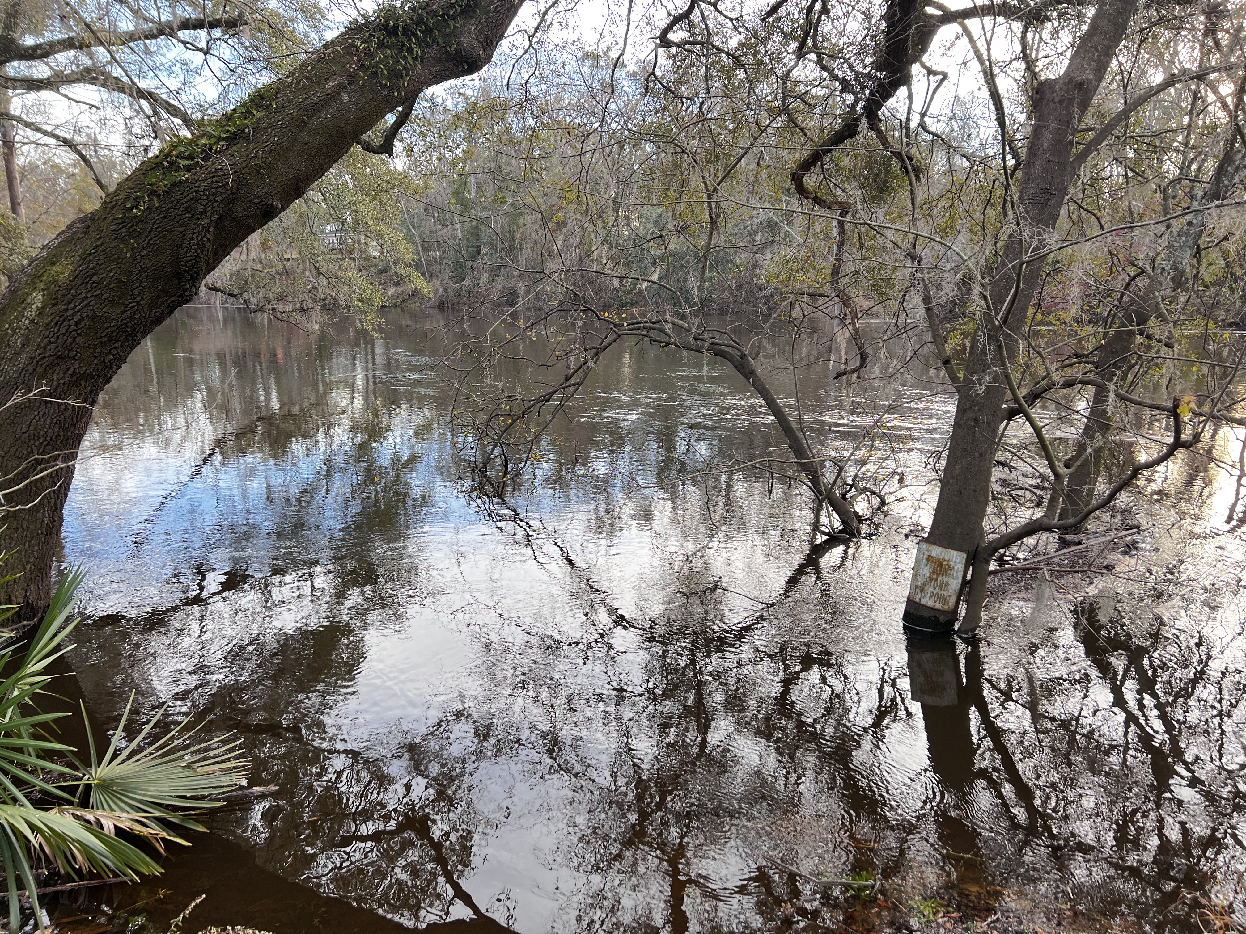 Holly Point other, Withlacoochee River @ NE Withla Bluffs Way 2024-01-17