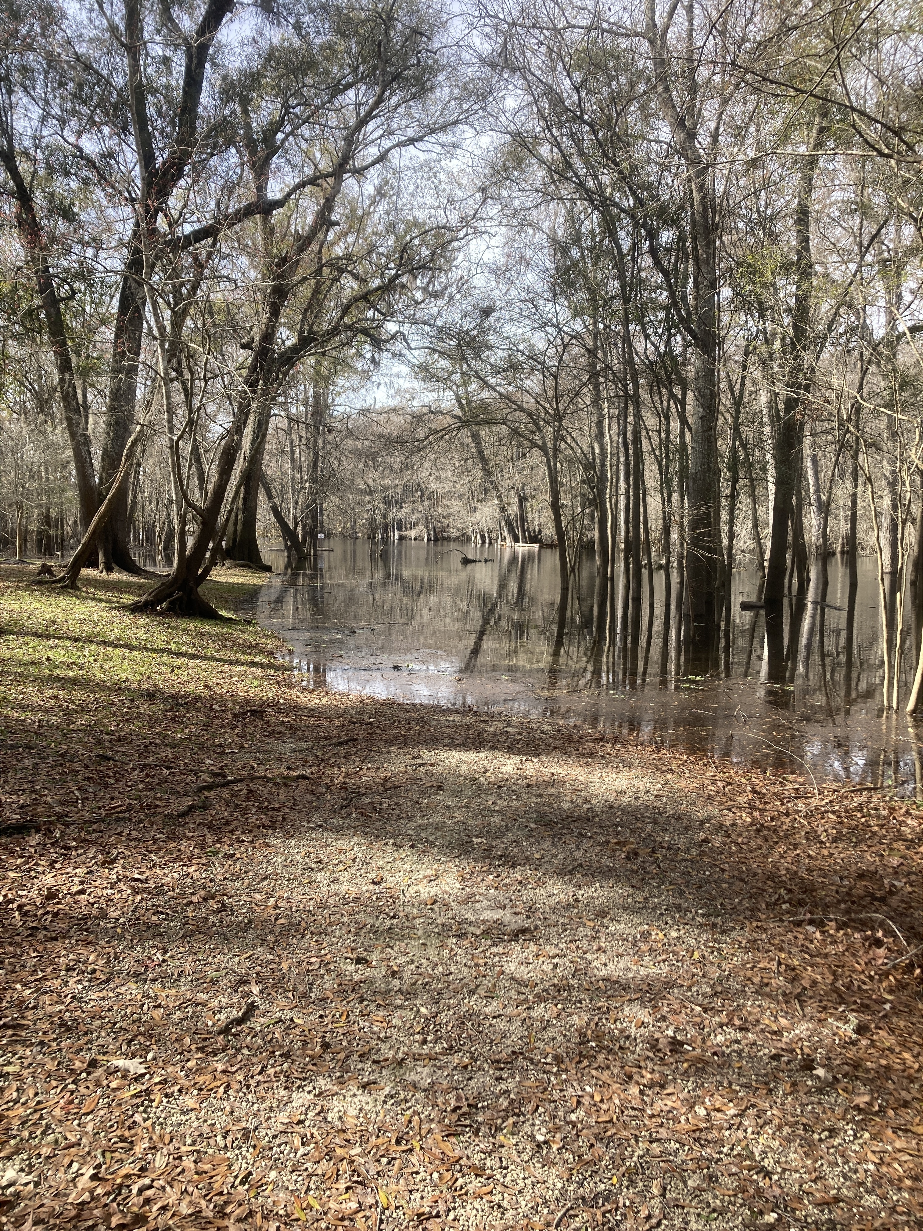 Point Park, Ichetucknee River @ SW Riverside Ave. 2024-01-17