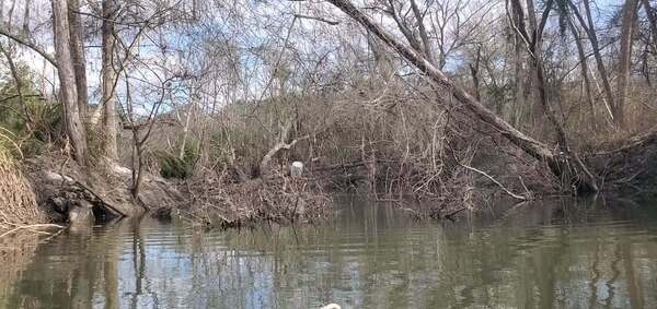 Movie: Mess of deadfalls in Sugar Creek, 14:43:49, 30.8637608, -83.3197549 (8.7M)