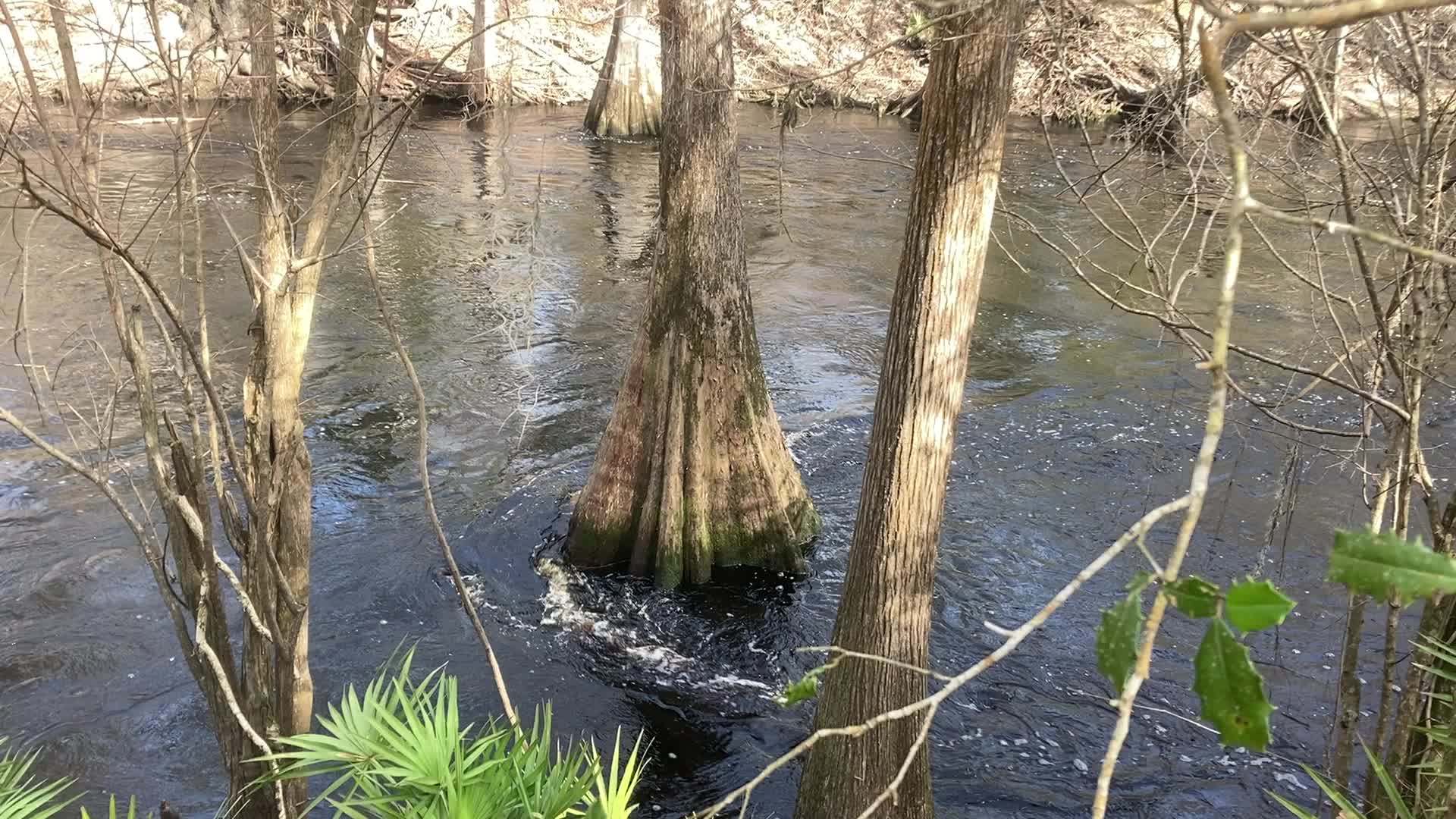 Movie: Flow, O'Leno Sink, Santa Fe River @ O'Leno Park Road 2024-02-01