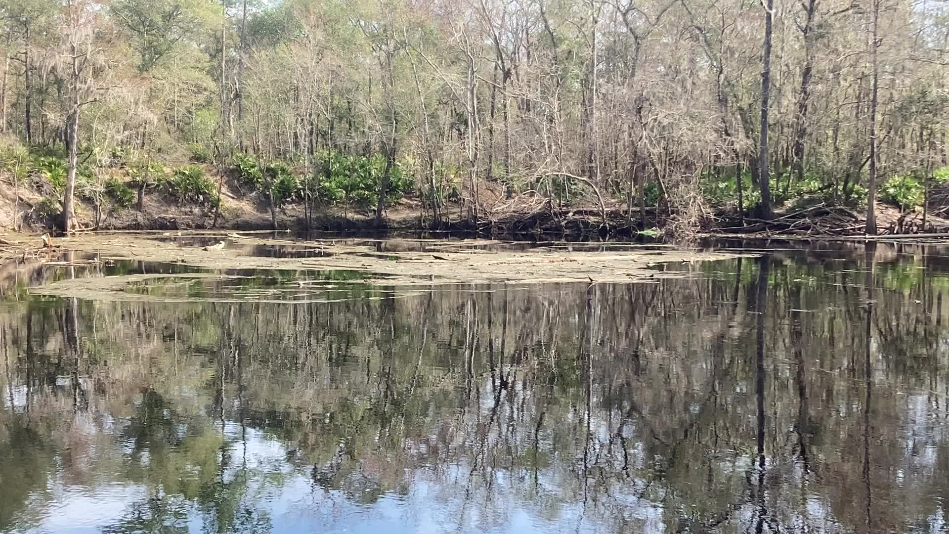 Movie: Swirl, O'Leno Sink, Santa Fe River @ O'Leno Park Road 2024-02-01