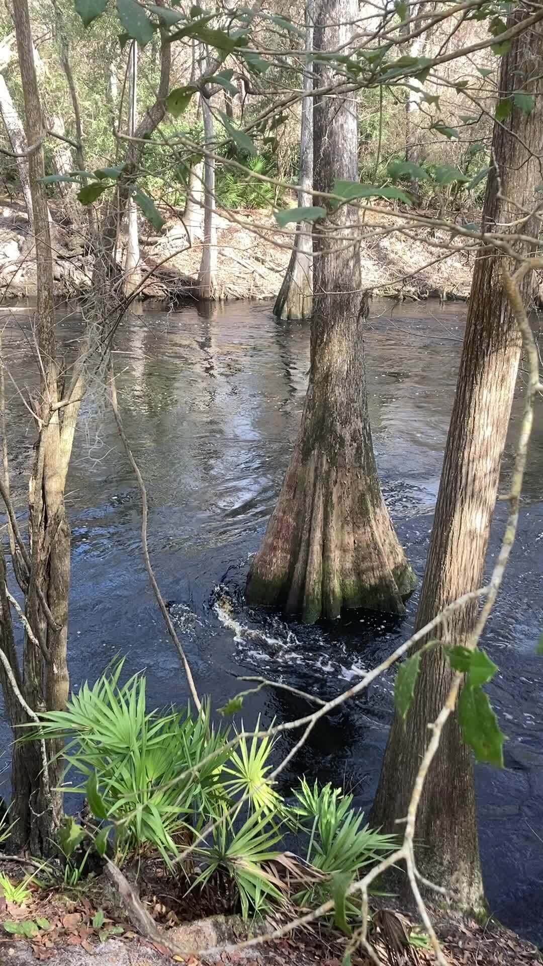 Movie: Vertical flow, O'Leno Sink, Santa Fe River @ O'Leno Park Road 2024-02-01