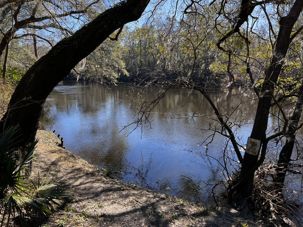 Holly Point other, Withlacoochee River @ NE Withla Bluffs Way 2024-02-07