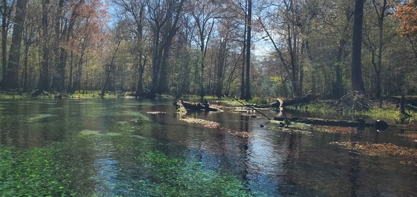 Turtles in Gilchrist Blue Spring Run, 12:26:45, 29.8325078, -82.6818253