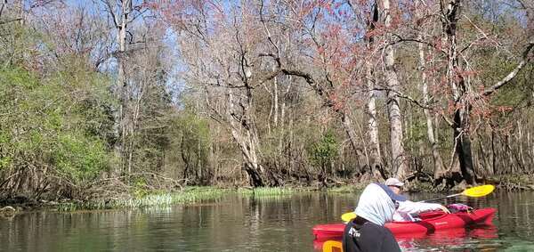 Movie: Wood stork, in tree, pink feet, ready to mate, 29.8302884, -82.6827703