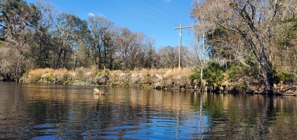 Right bank, power line at bottom of Gilchrist Blue Springs State Park, , 13:11:11, 29.8336191, -82.6873627