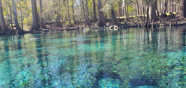 Bubbles and fins, Ginnie Spring, 13:58:07, 29.8363291, -82.6999564