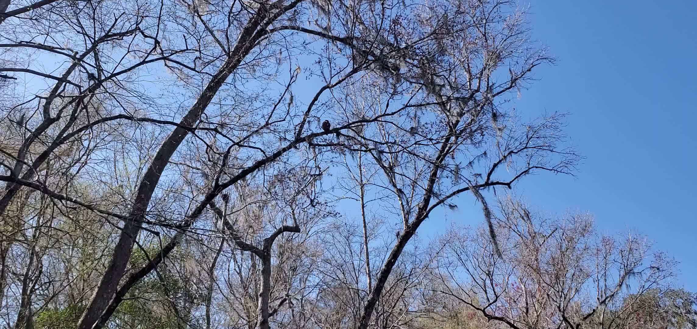 Movie: Hawk in tree, discovered by Abbie, 14:11:21, 29.8368469, -82.7000474 (39M)