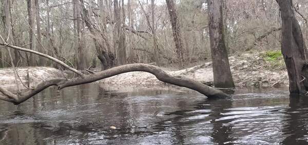 Movie: Little creek on the right bank, 30.85488, -83.3323 (5.4M)