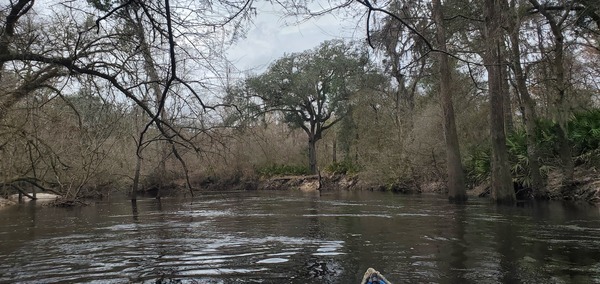 [Big oak, right bank, Land Between the Rivers, 13:09:13, 30.8458144, -83.3428350]