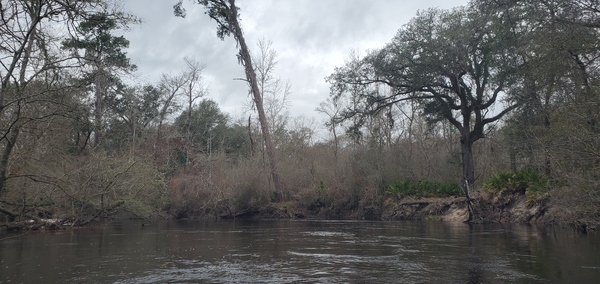 Big oak and sizeable pine on future Nature Park, 13:09:33, 30.8458140, -83.3428350