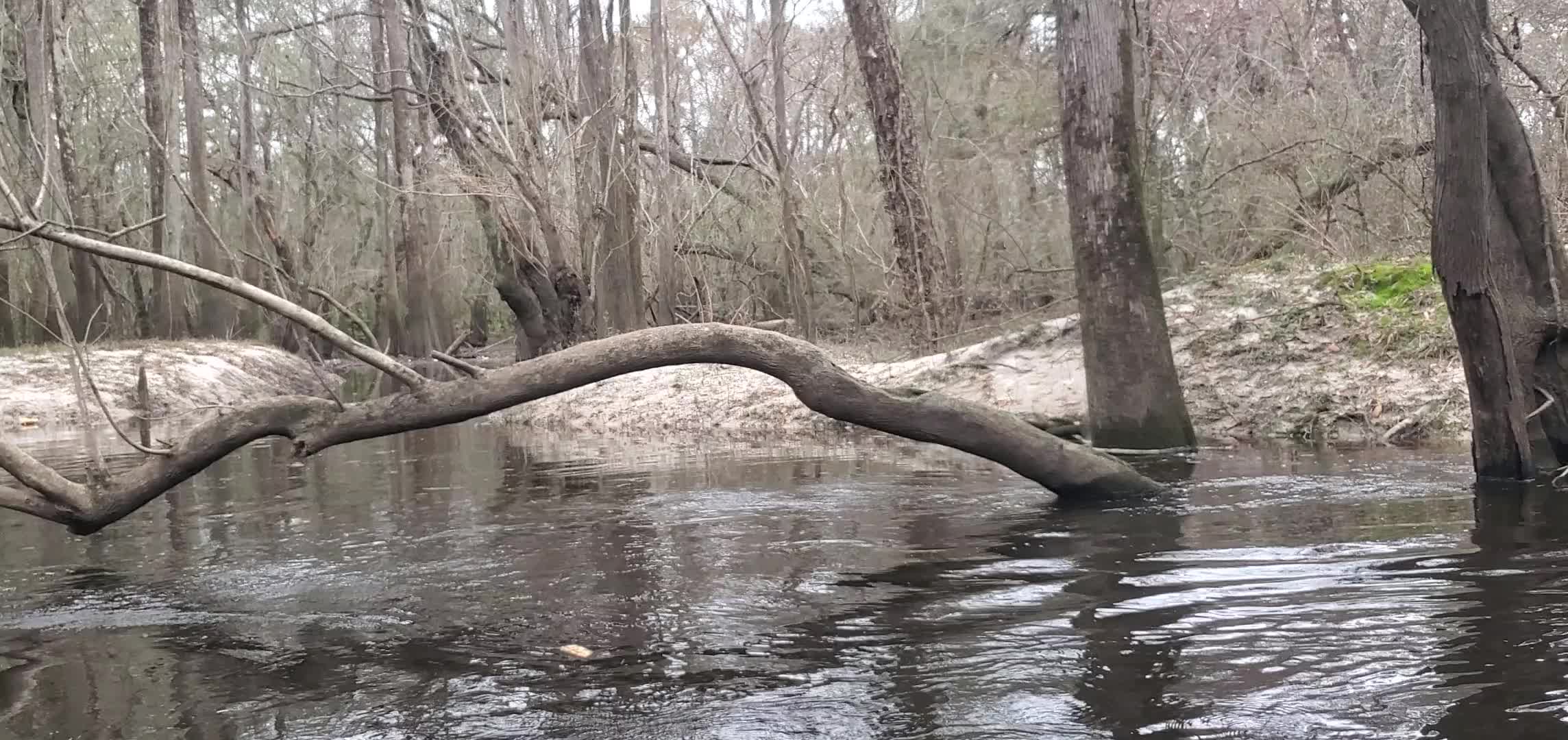 Movie: Little creek on the right bank, 30.85488, -83.3323 (5.4M)