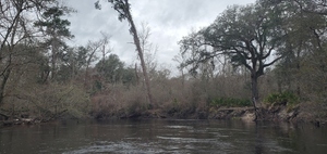 [Big oak and sizeable pine on future Nature Park, 13:09:33, 30.8458140, -83.3428350]