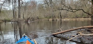 [Troupville River Camp take-out on one of these bluffs, 13:21:57, 30.8463034, -83.3475918]