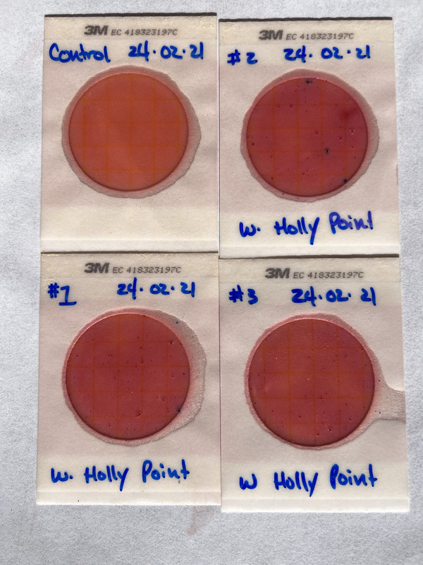 Plates, Holly Point 2024-02-21