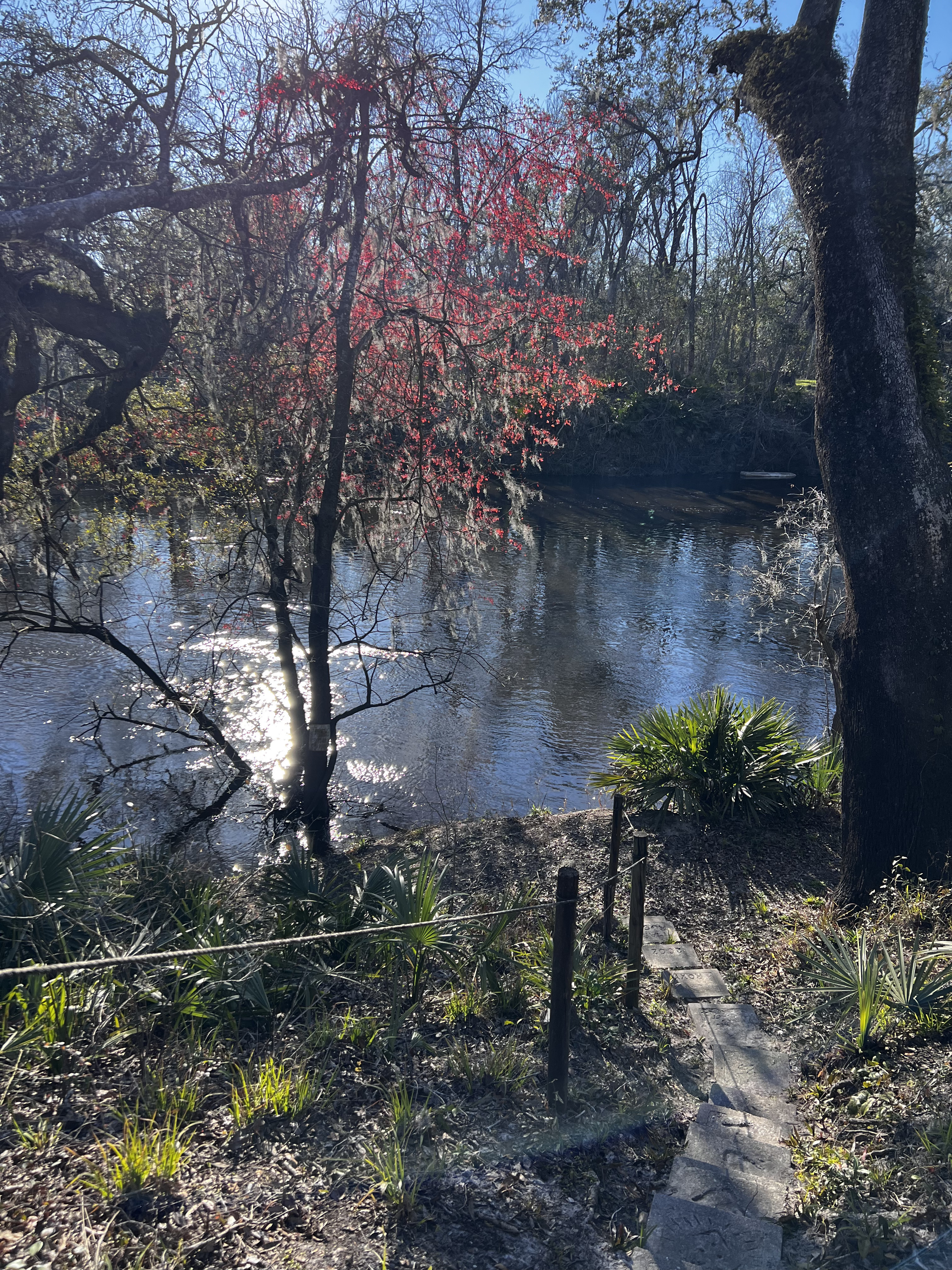 Holly Point other, Withlacoochee River @ NE Withla Bluffs Way 2024-02-21