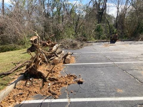 Trees dug up