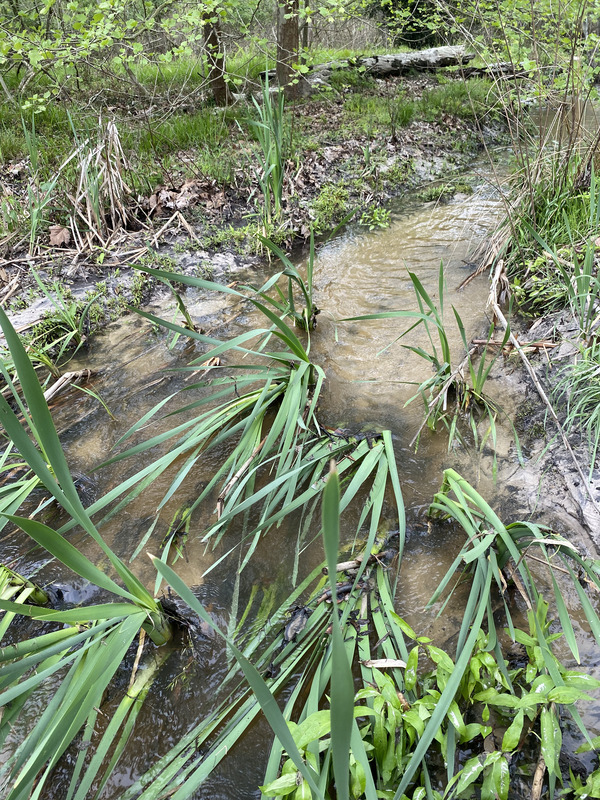 [Alapaha Settlement Pond Stream, Alapaha River @ US 82 2024-03-28]