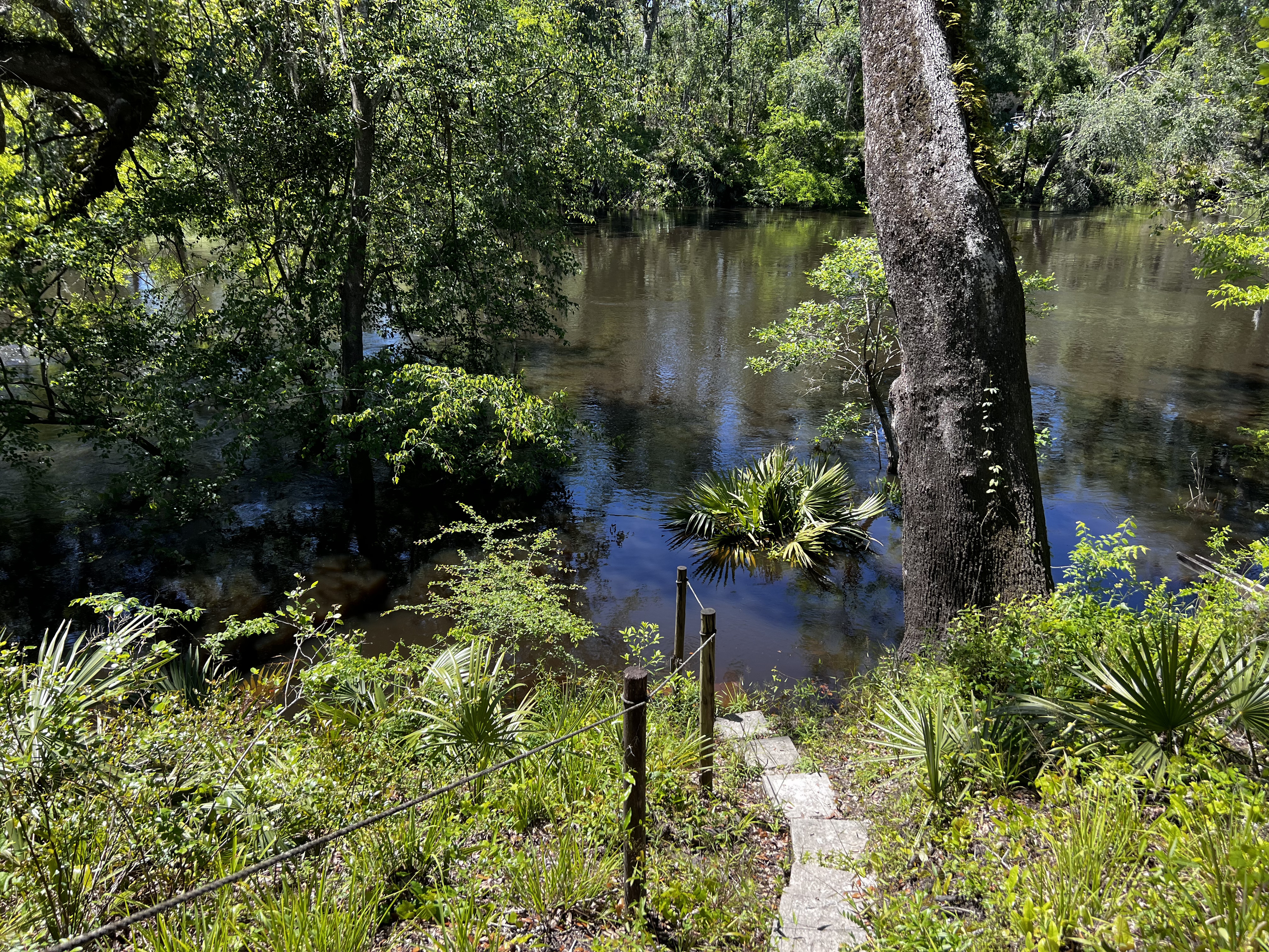 Holly Point, Withlacoochee River @ NE Withla Bluffs Way 2024-04-04