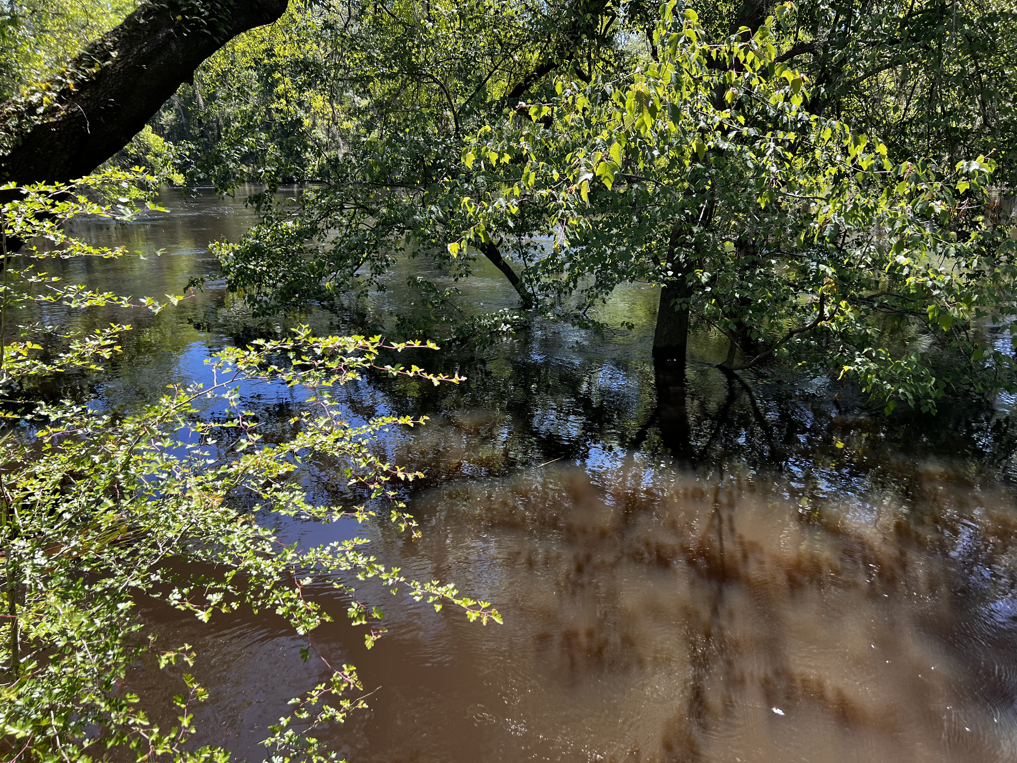 Holly Point other, Withlacoochee River @ NE Withla Bluffs Way 2024-04-04