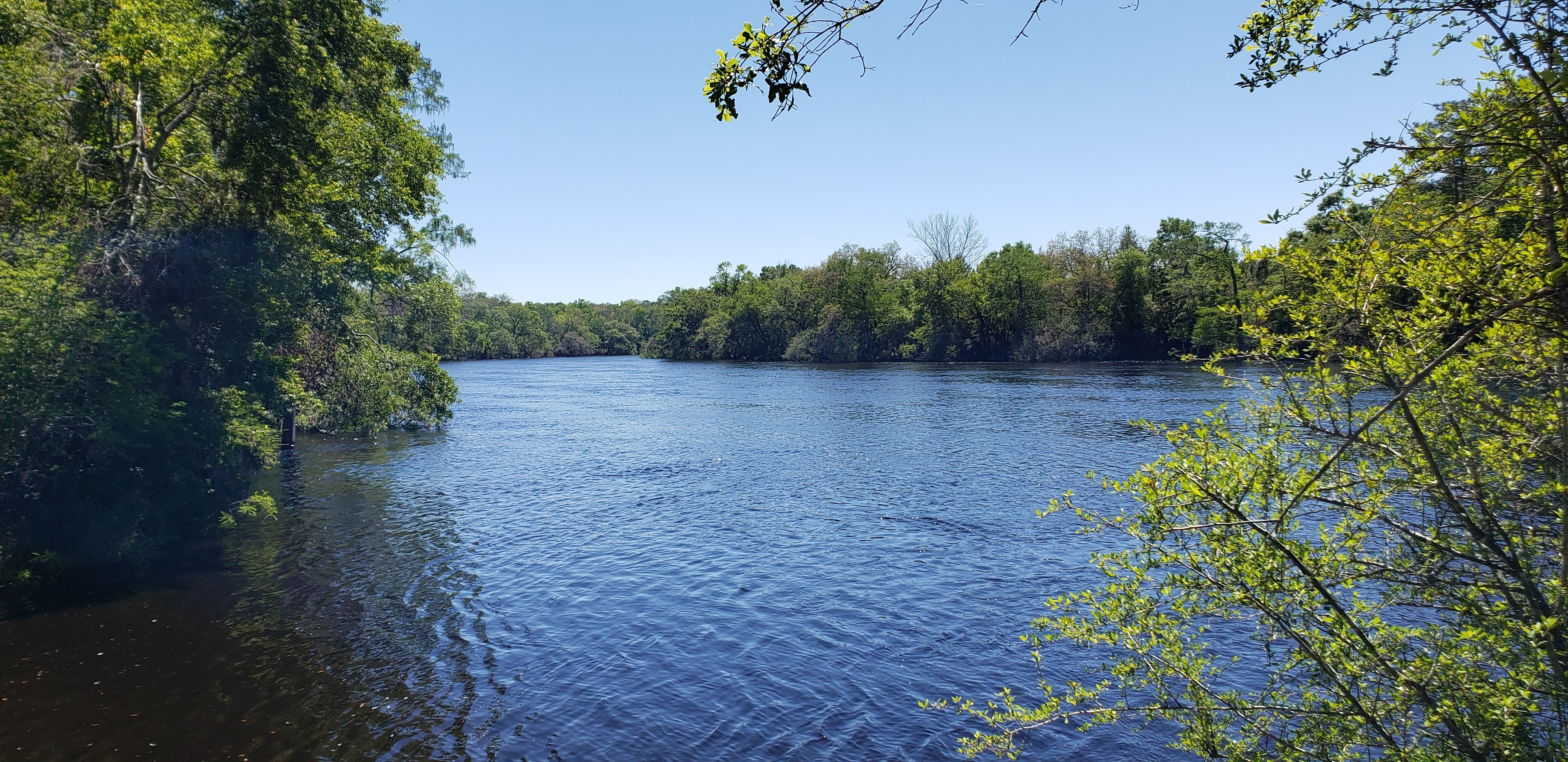 River, Royal Springs Ramp other, Suwannee River @ 157 Drive 2024-04-04