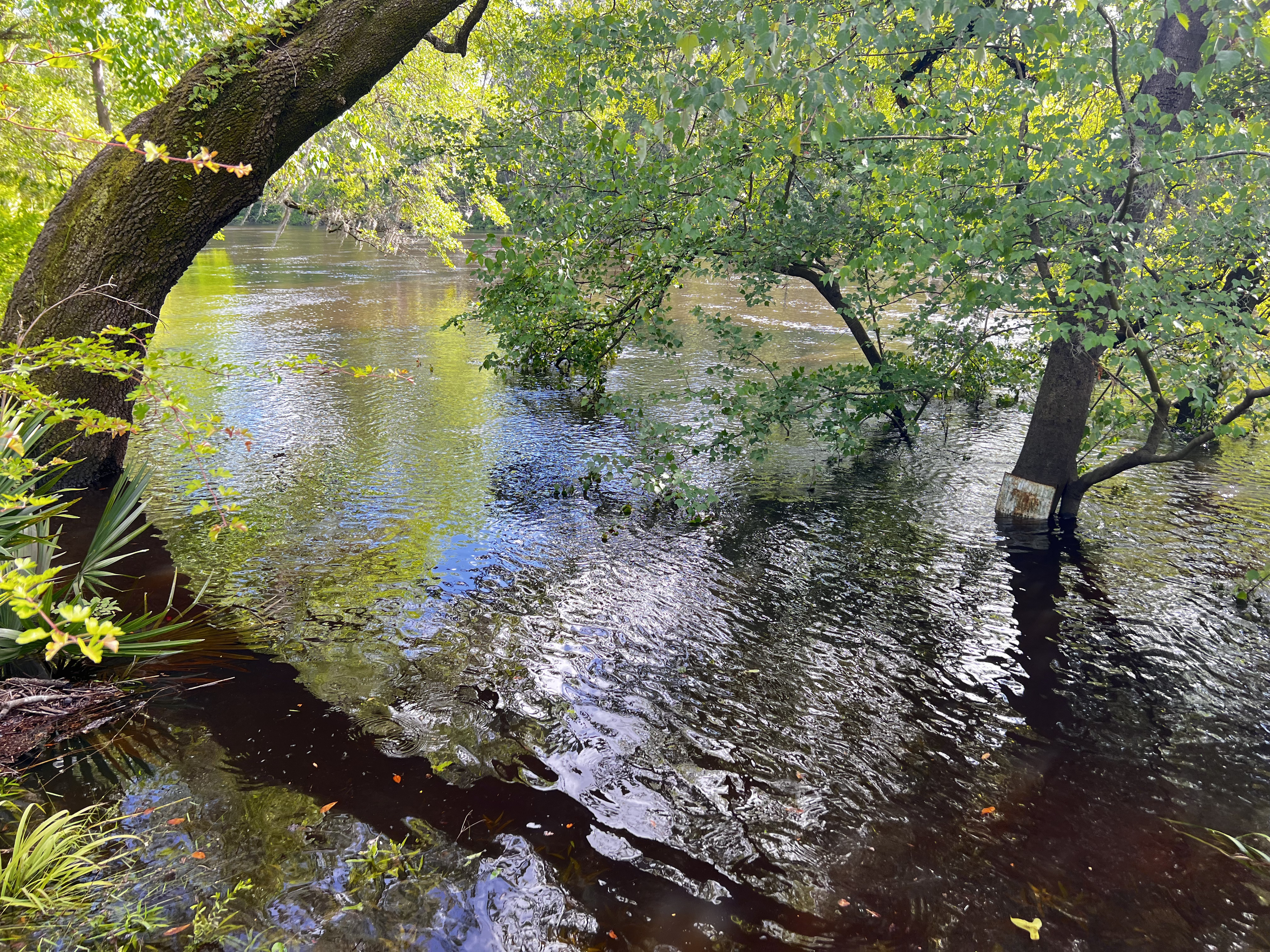 Holly Point, Withlacoochee River @ NE Withla Bluffs Way 2024-04-10