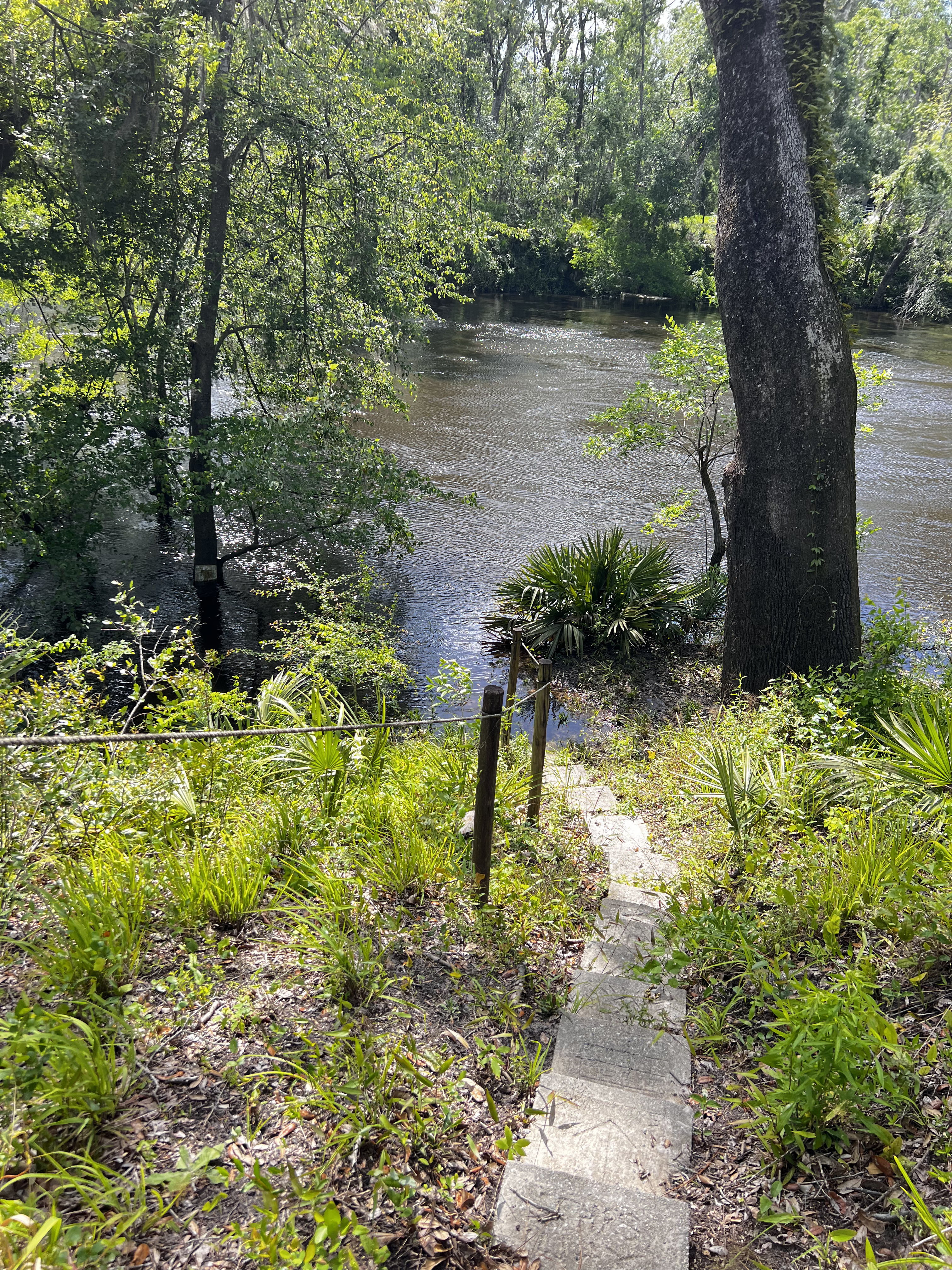 Holly Point other, Withlacoochee River @ NE Withla Bluffs Way 2024-04-10