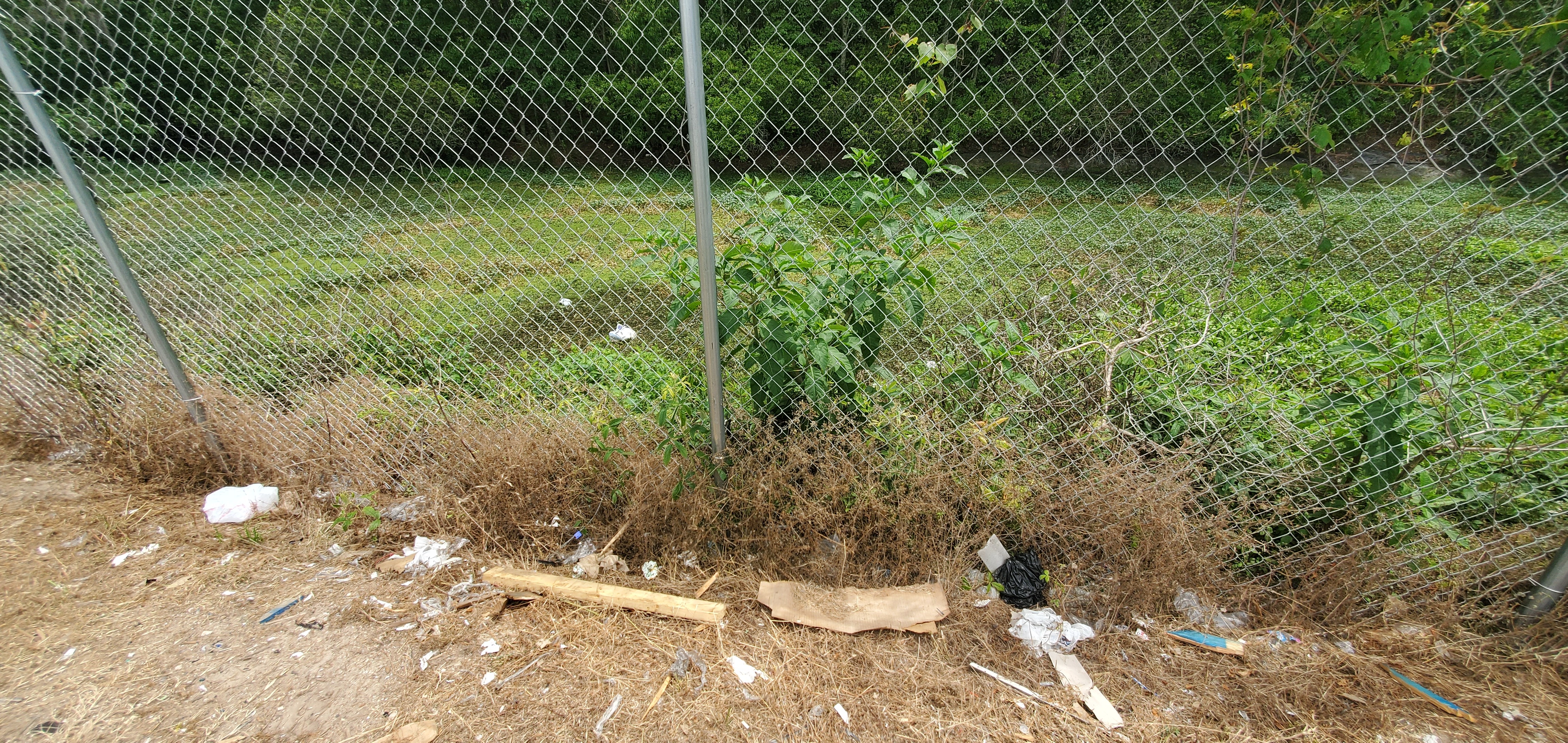 Not much trash in the detention pond, Flying J, I-75 Exit 2, Lake Park, GA, Withlacoochee River, 2024-04-16, 13:30:55, 30.6404068, -83.1887213