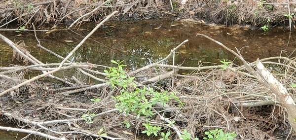 Flowing drainage ditch, Candleglow Trail, Little River 2024-04-16, 16:04:05, 30.8611980, -83.3630140