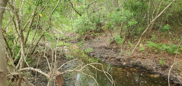 Drainage ditch guy wire, Candleglow Trail, Little River 2024-04-16, 16:04:22, 30.8611984, -83.3630136